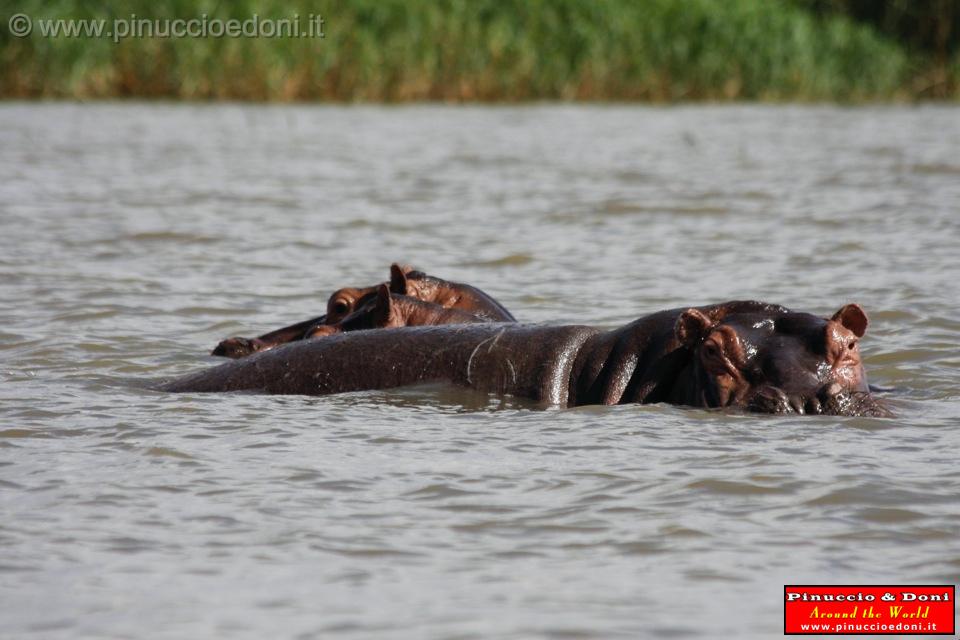 Ethiopia - Lago Chamo - Ippopotami - Hippos - 15.jpg